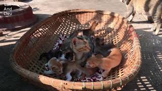 Taking 6 kittens to sunbathe is so cute by Lan and Lieu 798 views 2 years ago 6 minutes, 11 seconds