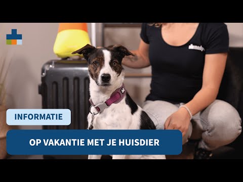Video: Reis met jou hond op vakansie