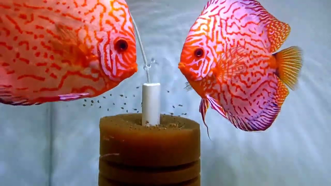 Родительская забота дискусов.