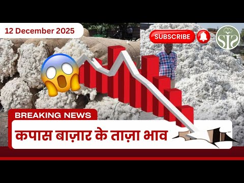 कपास बाज़ार की आज की रिपोर्ट 🧐 Cotton Market Price Update #kapas #news