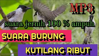 Mp3 suara pikat burung kutilang ribut |part2