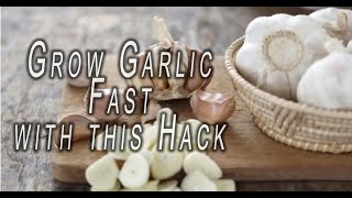 Quick Growing Garlic Hack | Timelapse by IR Photo-Tours 286 views 2 years ago 3 minutes, 6 seconds