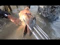 EP239-Part2 - Hunt for Malabanos Eel | Catch and Cook | Occ. Mindoro