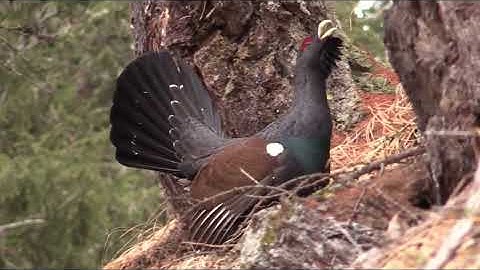 Глухарь, Tetrao urogallus, Western capercaillie, Auerhoen, Auerhuhn, Grand Tétras, Tetrao, Głuszec