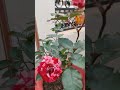 today blooming my tarrace garden