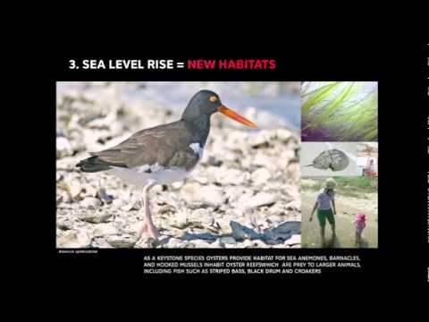 Kate Orff Reviving New York's rivers with oysters! camera iphone 8 plus apk