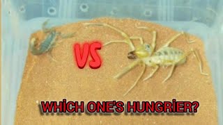 What happens when a scorpion meets a hungry sun spider?