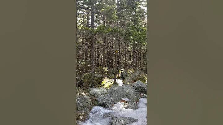 The cure for your isolation - A walk in the woods.