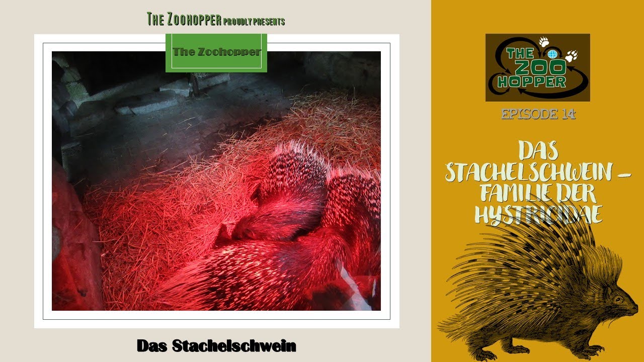 Das Stachelschwein - Familie der Hystricidae (Zoohopper-TV Episode 14)