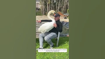This man rescued a swan that was stuck in a fence and then this happened