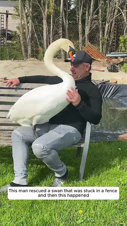 This man rescued a swan that was stuck in a fence and then this happened