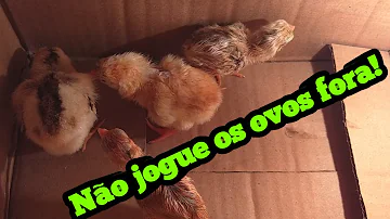 O que acontece quando a galinha abandona o ninho?