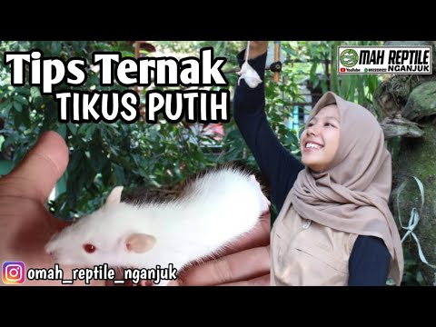 Tips Ternak Tikus putih I Tikus Hoki Kediri I Reptiler Juga 