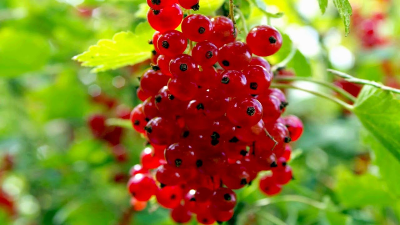 Red Gooseberries fruit (HD1080p) YouTube