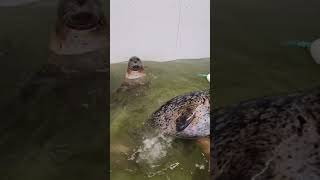 Charismatic Seals Compete for Attention during Feeding