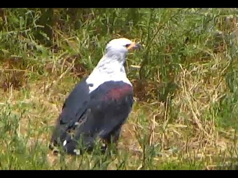 African Fish Eagle. Africa Animals cam. 03 February 2018 
