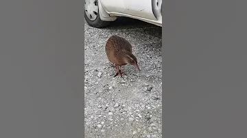Weka Ralle Im Kahurangi Nationalpark 