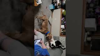 Jack And Otis Play Fighting