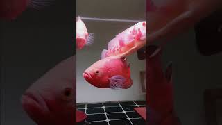 🤩🤩 #koleksiikanpredator #ikanoscar #aquarium #ikanpredator #ikanhias #ikan #comtank #pbass