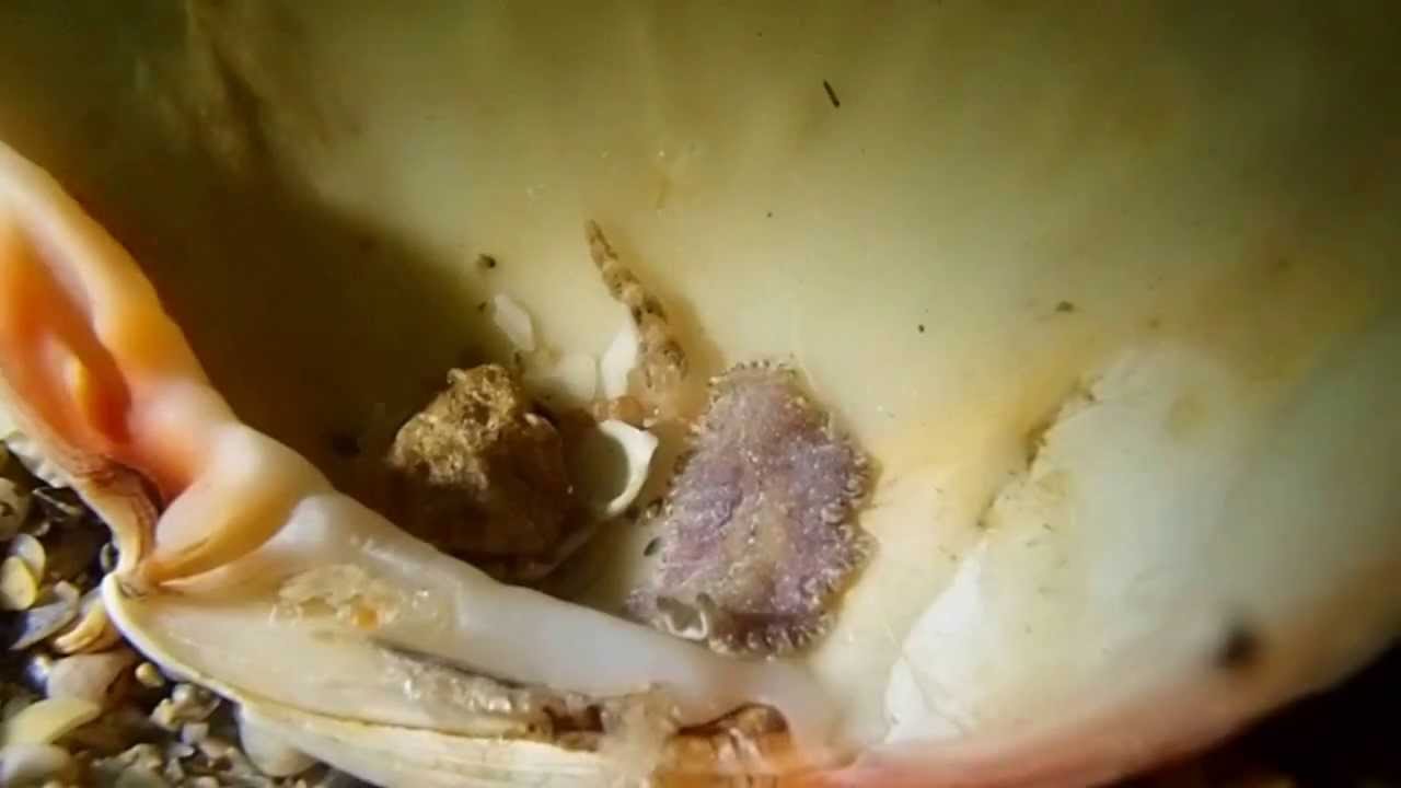 Purple flatworm found June 10, 2013 P6103505