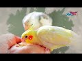 Cockatiel - Cacatillo - Ninfa Parte 3 ( Entrenarlas  &amp; Canto )