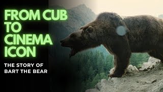 Famous Behind the Fame: Bart the Bear’s Life in Hollywood Net Worth