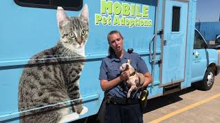 Pet Microchipping & Stop the Bleed offered at Harvestfest, 2019