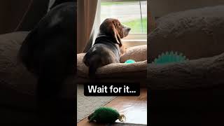 @chuck.bass.the.ba Spotted: Chuck Bass alerting the household to a high-level #dog #dogshorts 👍