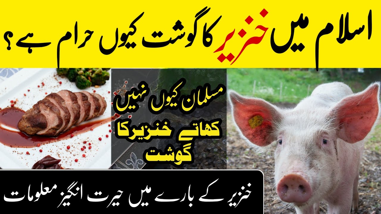 Khinzeer (pig) ka gosht khane se Kya hota Hai? اسلام میں خنزیر کا گوشت ...