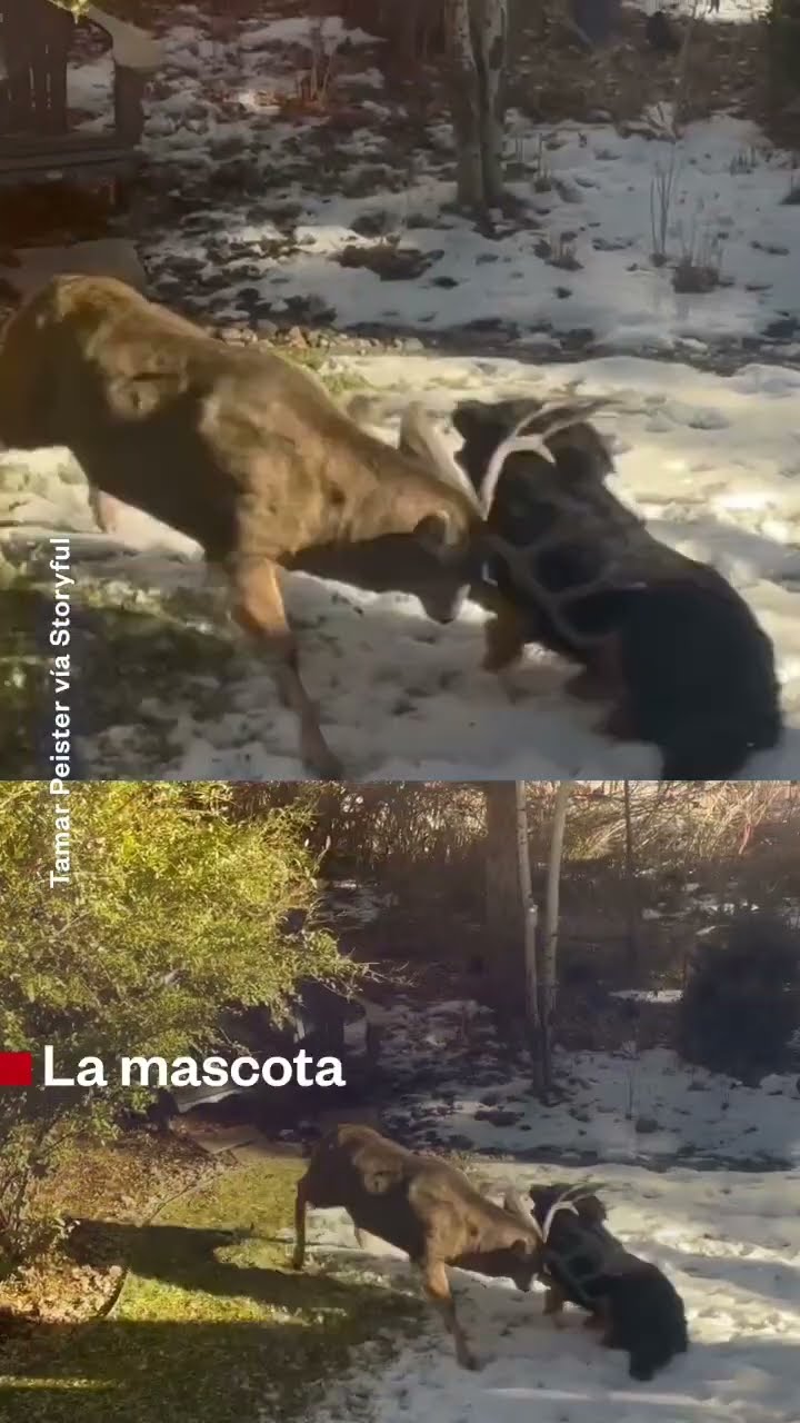 Perro de familia fue atacado por un ciervo en el patio de su casa | Noticias Telemundo