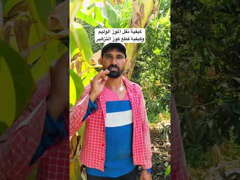 كيفية نقل الولده الموز الوليم وكيفية التعامل معه