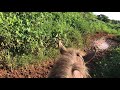 Best horse ride trough the valley of Viñales, Cuba