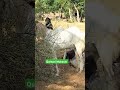Eid Aai Mera Yar ni aaya Talim Khan Goat Farm Qurbani Mubarak 2024