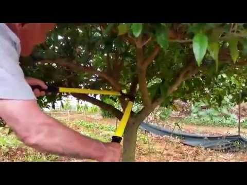 Video: Potatura dell'albero di Pollard - Scopri gli alberi adatti per il pollarding