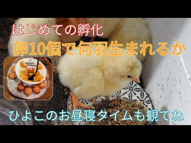 Life with chicks begins! - YouTube