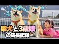 成長が遅いと言われた娘が、柴犬達と過ごし頼もしい3歳児に！【成長記録】