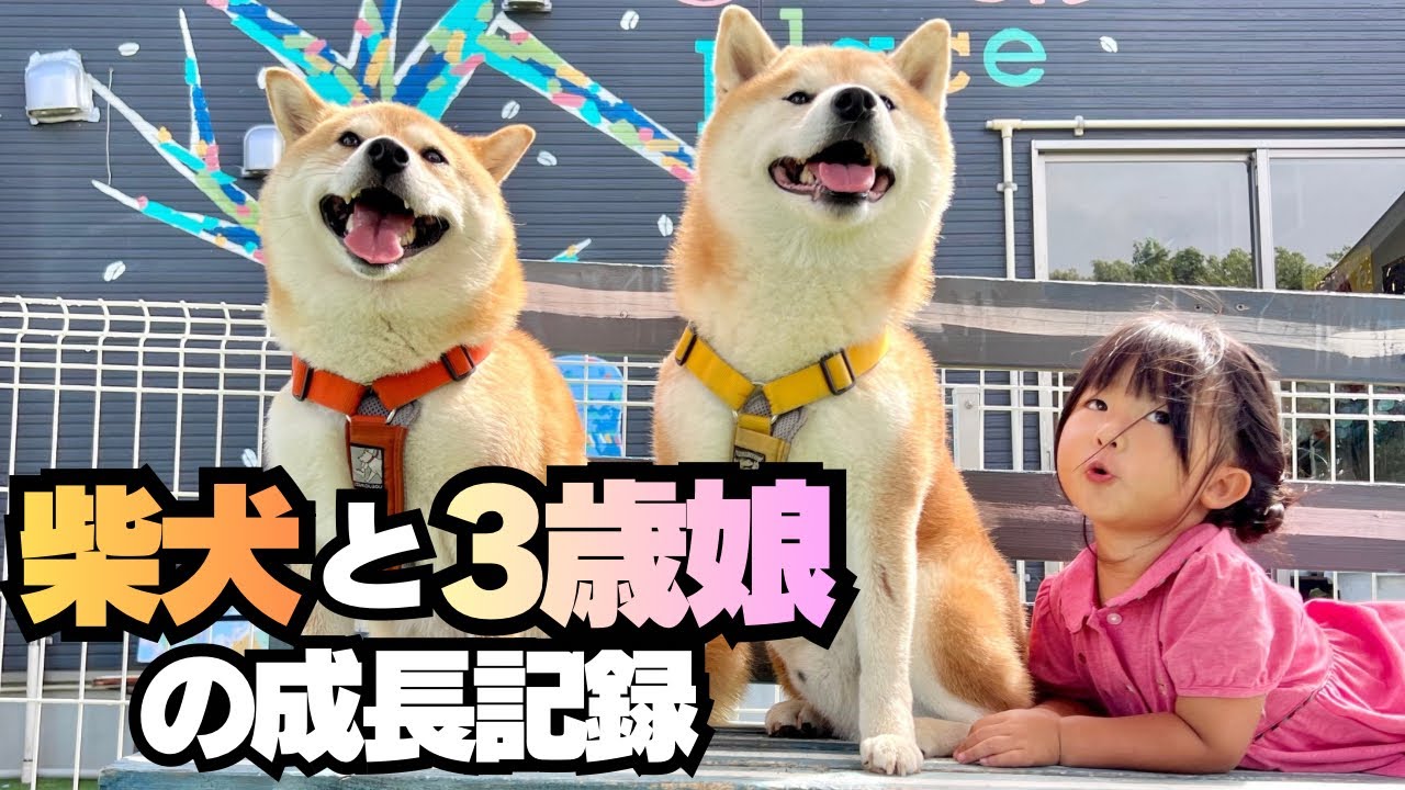 成長が遅いと言われた娘が、柴犬達と過ごし頼もしい3歳児に！【成長記録】