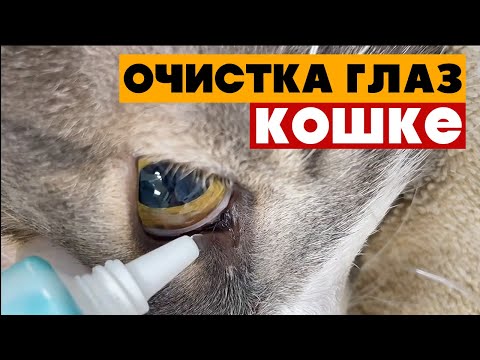 Как и чем промыть глаза кошке?