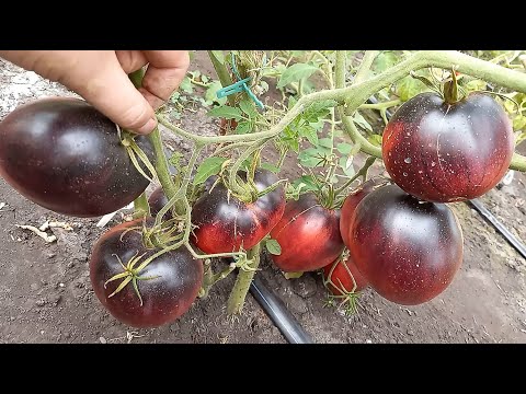 Видео: Когда собирать рубиновое яблоко?