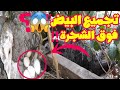 مفاجاة غير متوقعة من انثى الديك الرومي فوق الشجرة ياترى انثى الديك الرومي كم مره توضع بيض في العام