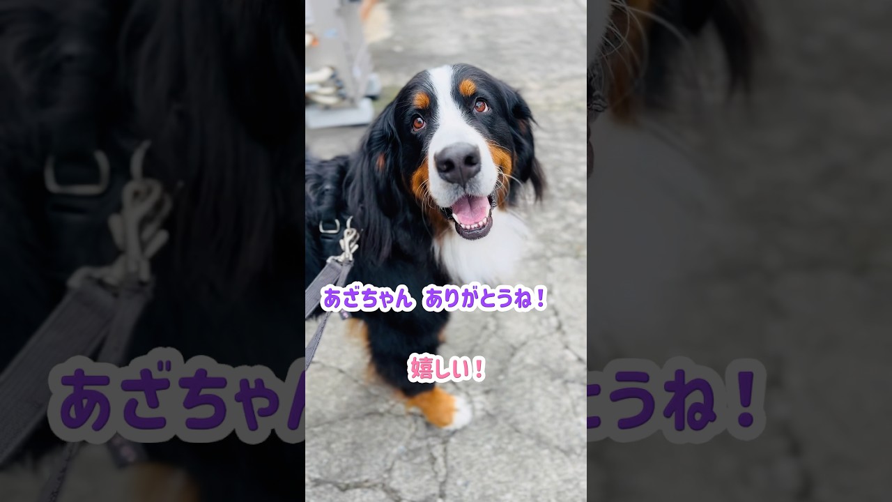 朝から幸せいっぱい！出会う方に撫でてもらえるバーニーズの散歩 - YouTube
