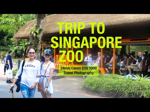 Video: Singapur Zoo: recenze, adresa, fotografie