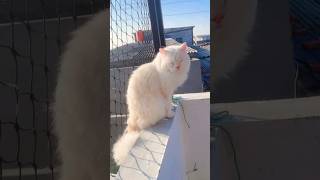 My Pillow  cat catlover pencintakucing persia kitten fyp kucingras cutecat kucing