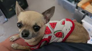 Is my telephone conversation a lullaby for Lucia Maria the Chihuahua