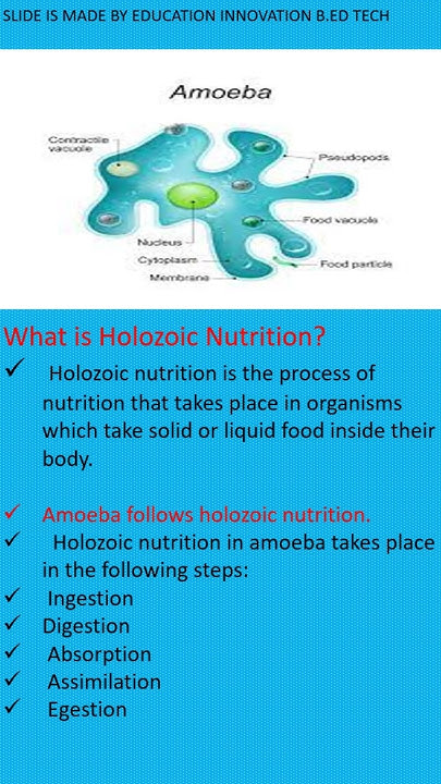 shorts What Is Holozoic Nutrition In Amoeba Education short shorts-what-is-holozoic-nutrition-in-amoeba-education-short