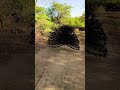 original video of peacock dance 🦚🦚🦚