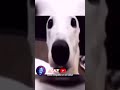 🌲😳 NUNCA ESCUCHARAS ESTO POR LO RARO QUE ES ?
