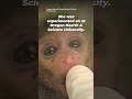 They're Only Babies. They Don't Belong in Labs. 💔🐒