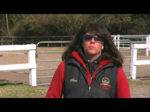 How to Start a Horse Breeding Business