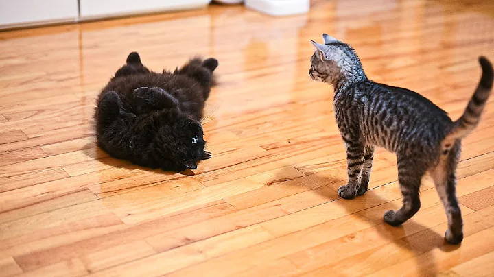 Watch the video about Tabby Kitten Taps Out